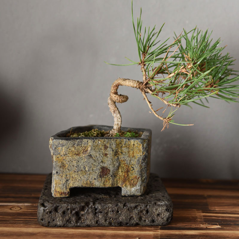 Basalt Natural Stone Flower Po - Bonsai Garden Indoor review and price