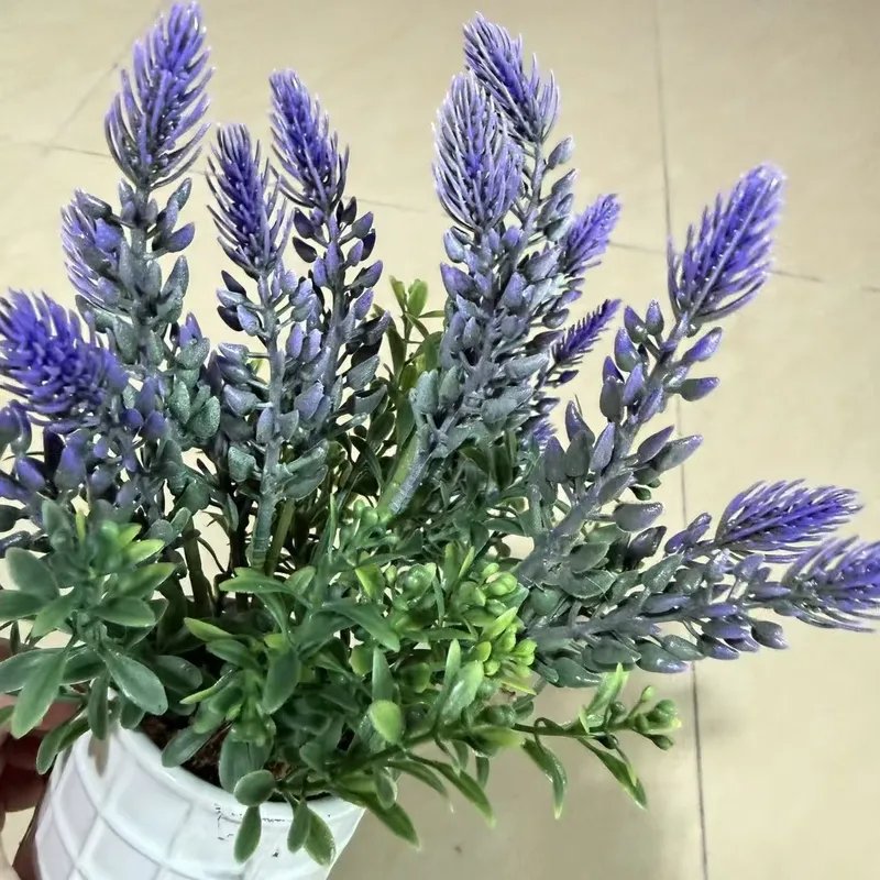 Cross-border Small Potted Lave - Bonsai Garden Indoor review and price