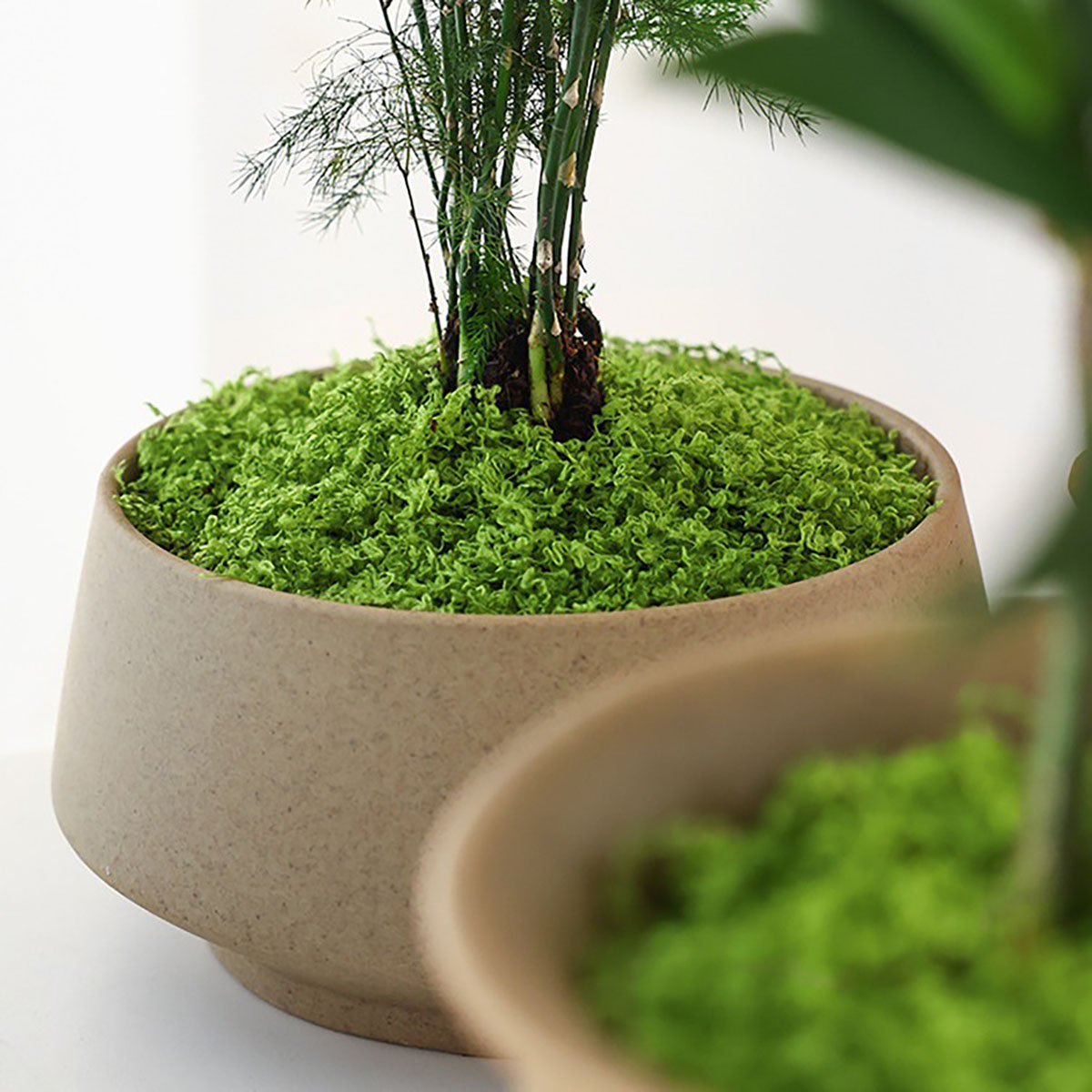 About 20g Artificial Green Pla - Bonsai Garden Decor review and price